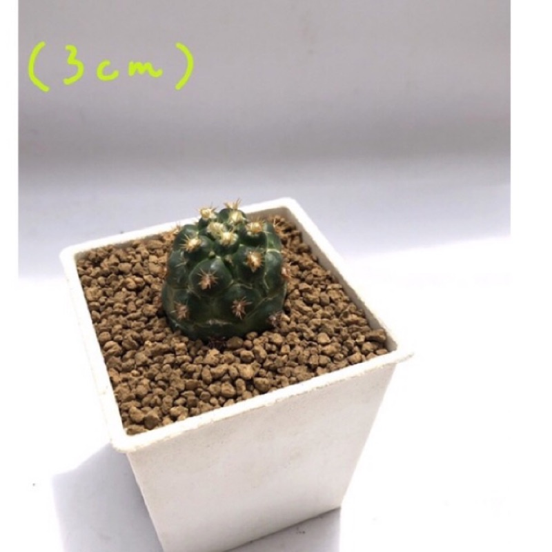刺座綴化 象牙丸 | 蝦皮購物