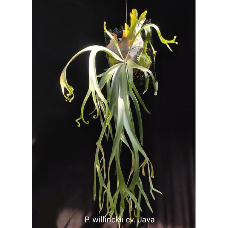 ウイリンキー P.willinckii(wild from East Java) - 植物/観葉植物