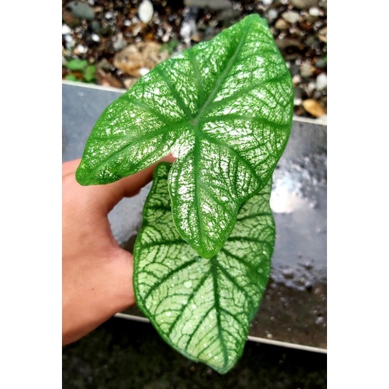 高級純白彩葉芋 Caladium Candidum 'Senior' 誘惑 觀葉植物 室內植物 彩葉芋 雨林 好種 穩根 | 蝦皮購物