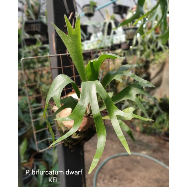 P. bifurcatum Dwarf type (pup)② P. bifurcatum Dwarf type (pup)② 【公式通販】