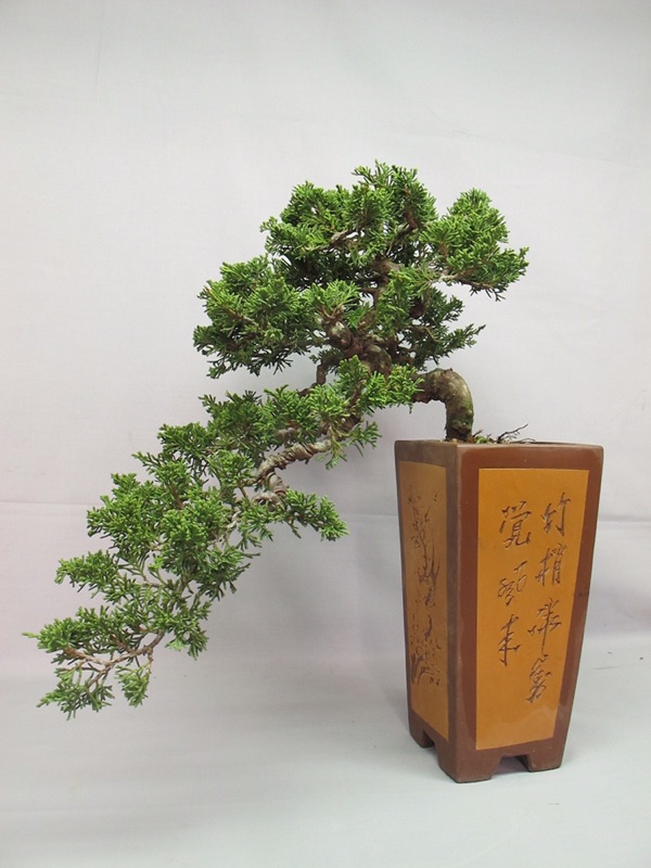 半懸崖　真柏　盆栽
