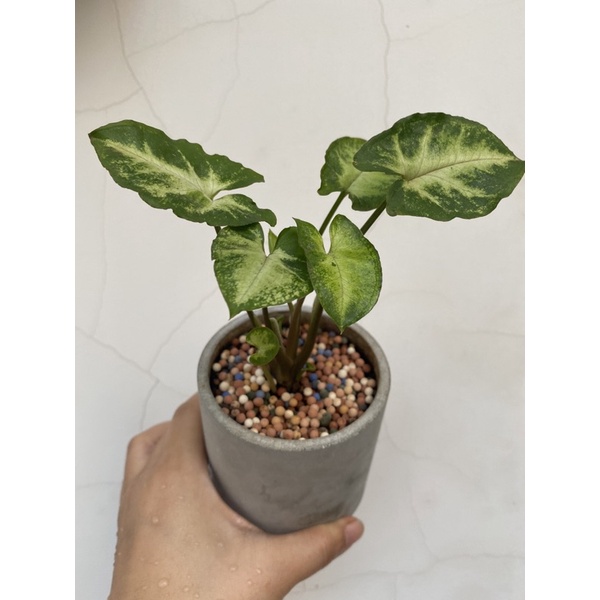 各種 芋類栽培法 富益義衛 日本種苗出版部 芋類栽培法