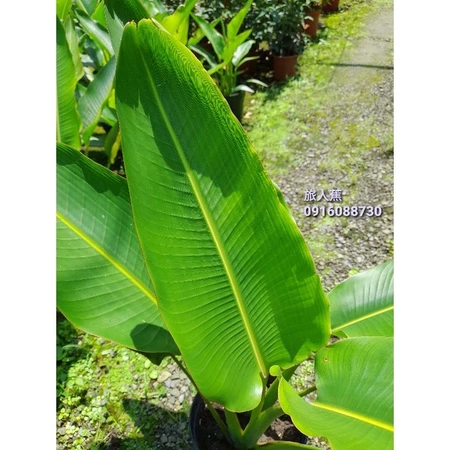 旅人蕉 頂上花藝