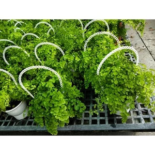 🎄綠世界🎄觀葉植物🎄鐵線蕨🎄4/5吋吊盆🎄