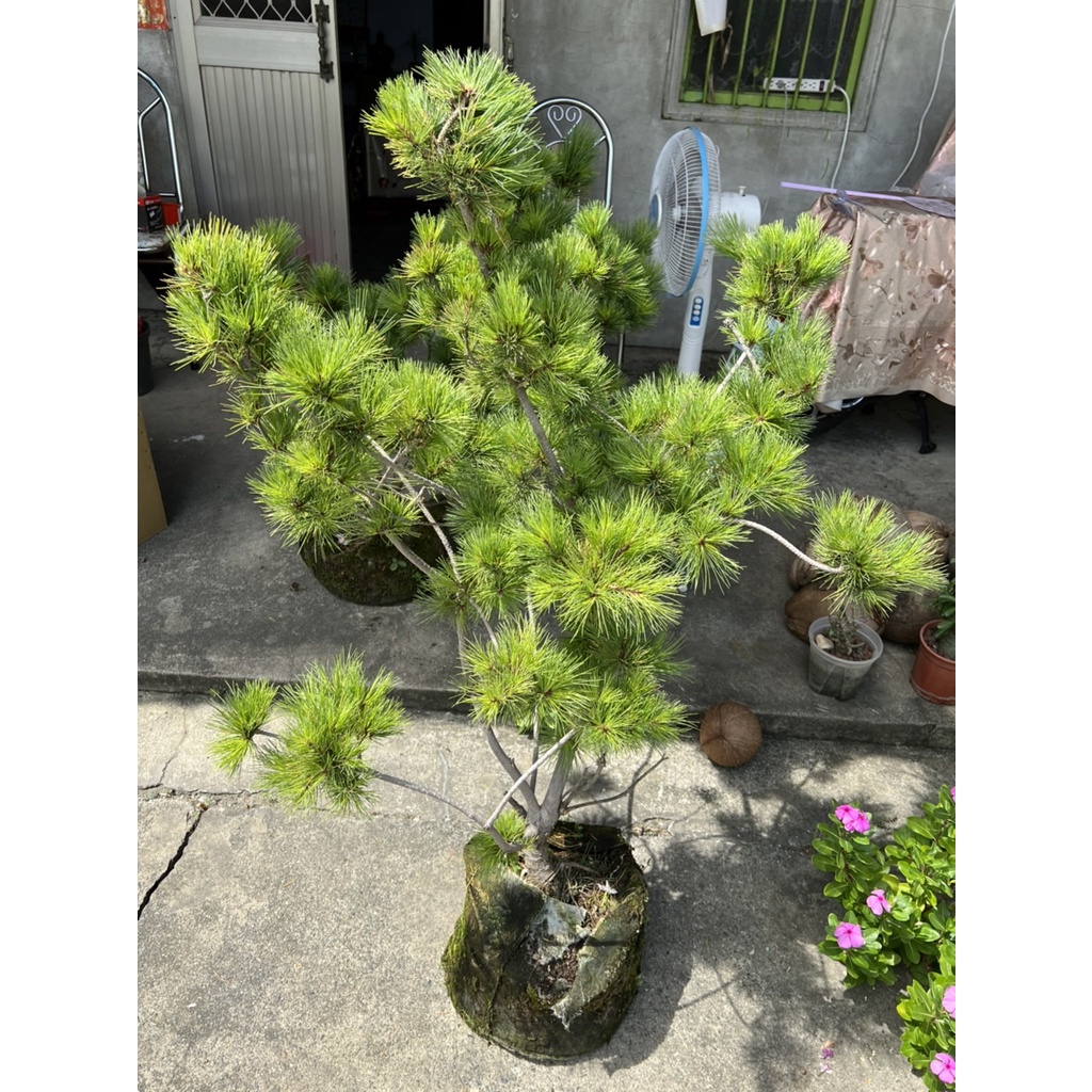 邱邱園藝~~日本八房五葉松6-7年苗特價一棵4800元數量有限~這能宅配