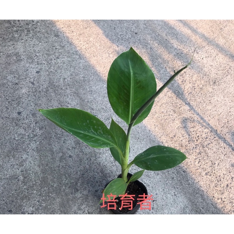 培育者～香蕉苗。黃金蕉。烏龍蕉。外銷指定品種（轉色佳，口感特別），（該品調整最低購買數量為2顆） | 蝦皮購物