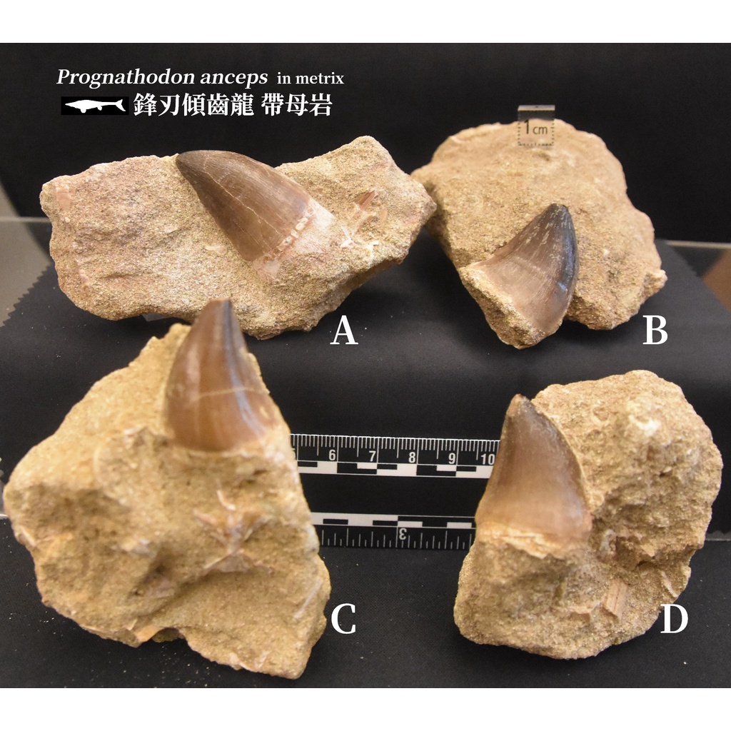 【滄龍】Mosasaur 滄龍牙 牙齒化石 帶圍岩 白堊紀 | 蝦皮購物