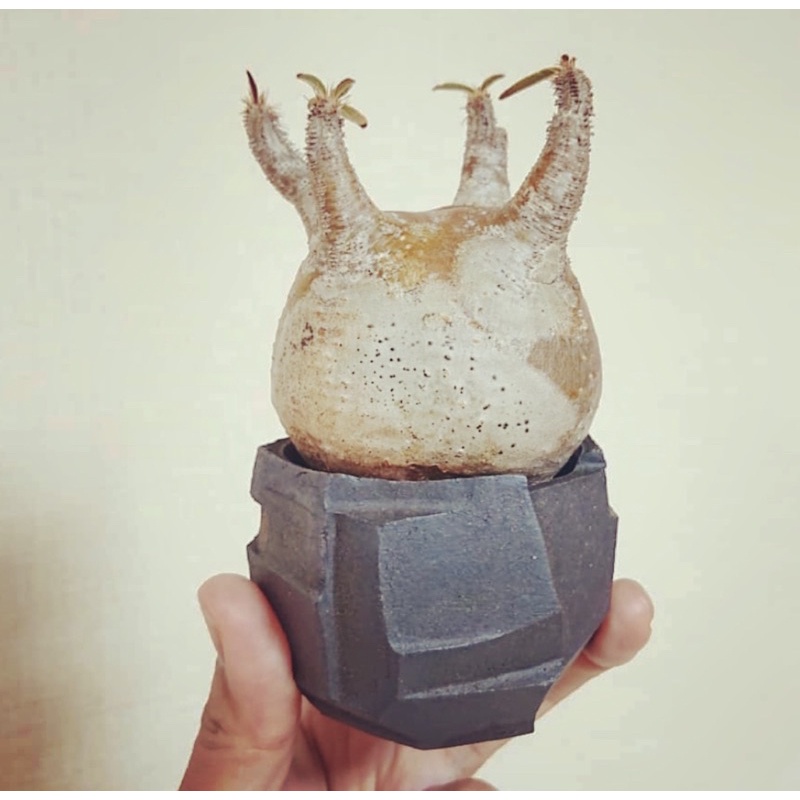 kikko BrokenStuds Cylinder 吉光窯 植木鉢 【公式通販】