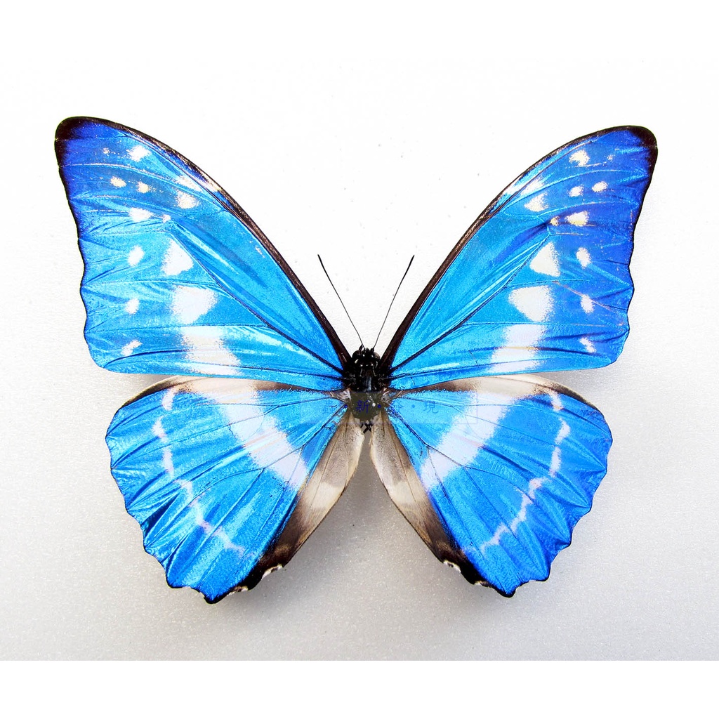蟲新發現╭○-○╮蝴蝶標本A1~ Morpho cypris cypris 展翅10CM 產地