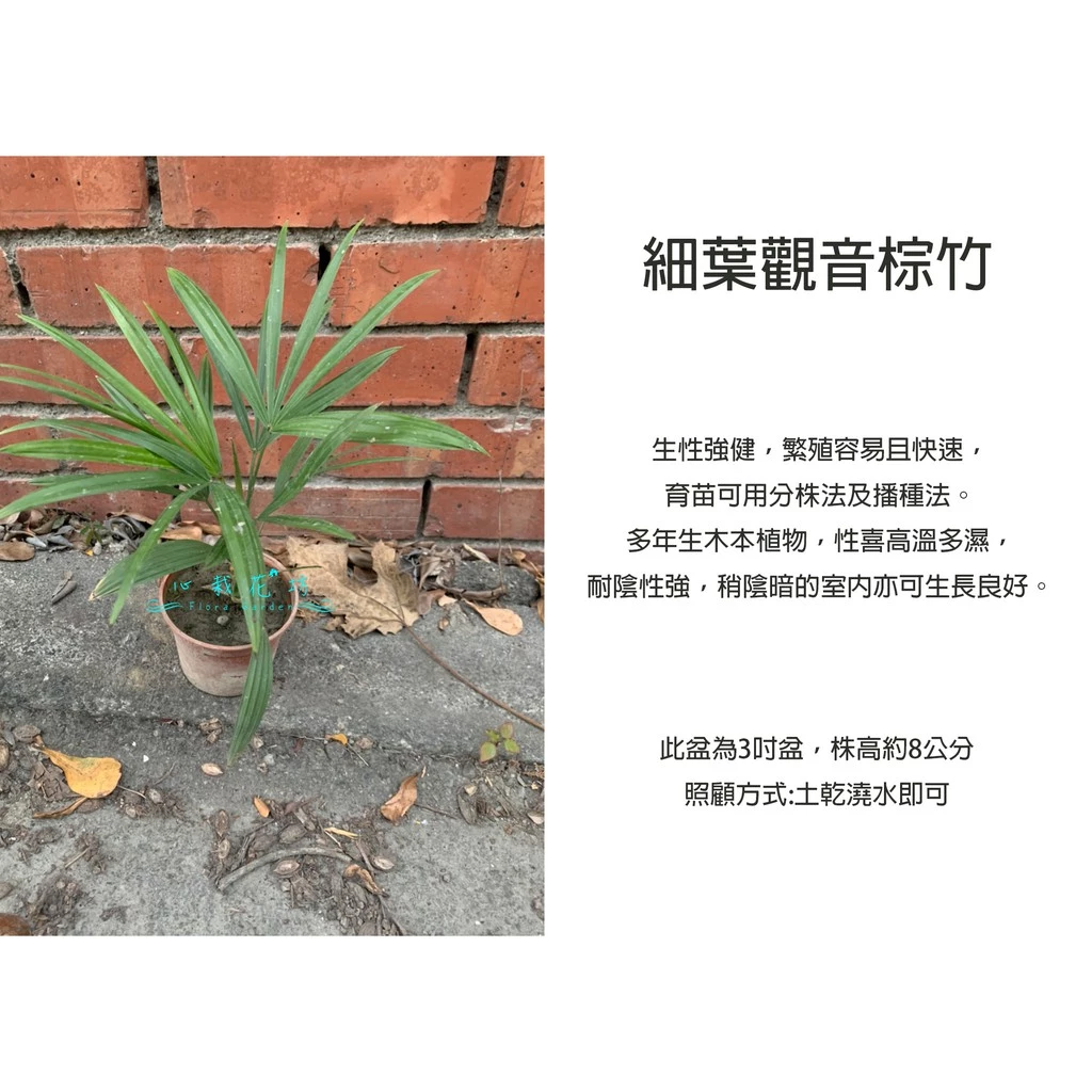 心栽花坊細葉觀音棕竹3吋盆觀葉植物
