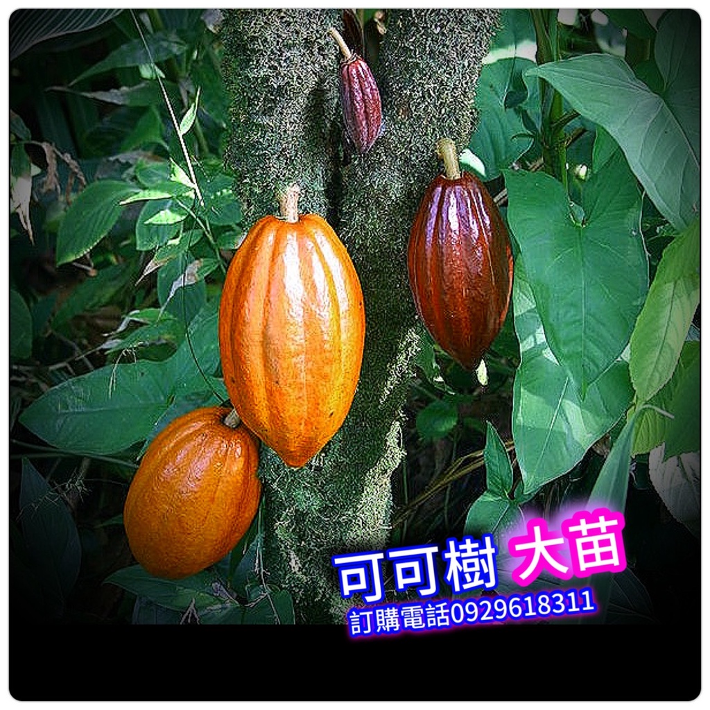 可可樹 可可苗 粗大苗 可可 可可樹 果苗 樹苗 矮化果樹 矮生盆栽 矮化盆栽 水果盆栽 水果樹苗 可可苗 | 蝦皮購物