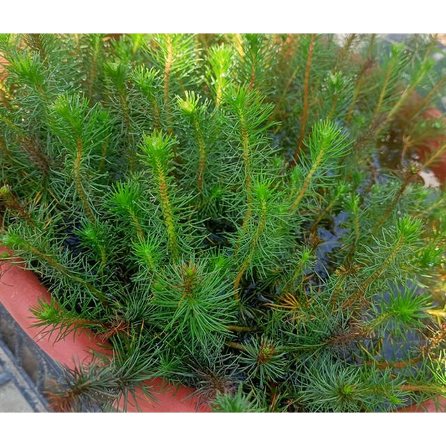水生植物—水松--每份30元(10支) | 蝦皮購物