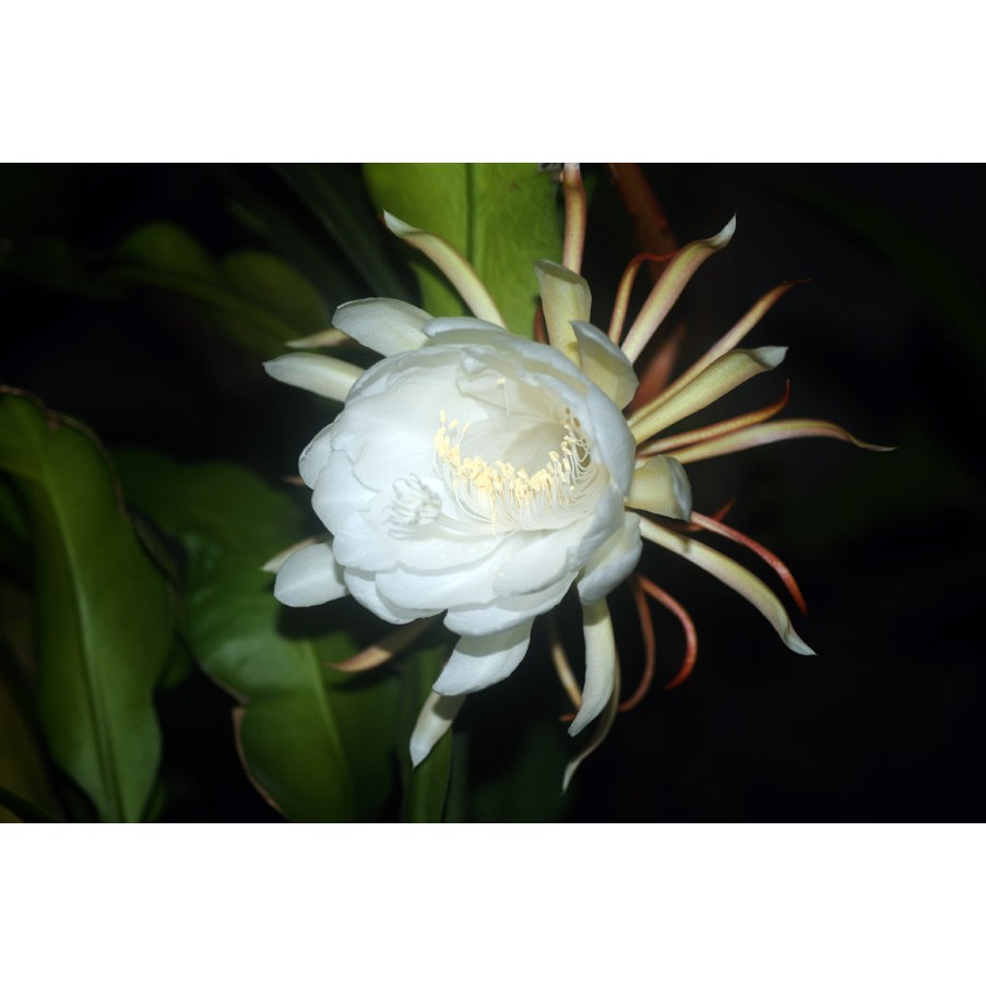 曇花 曇花苗 帶根 食用曇花 Epiphyllum oxypetalum | 蝦皮購物