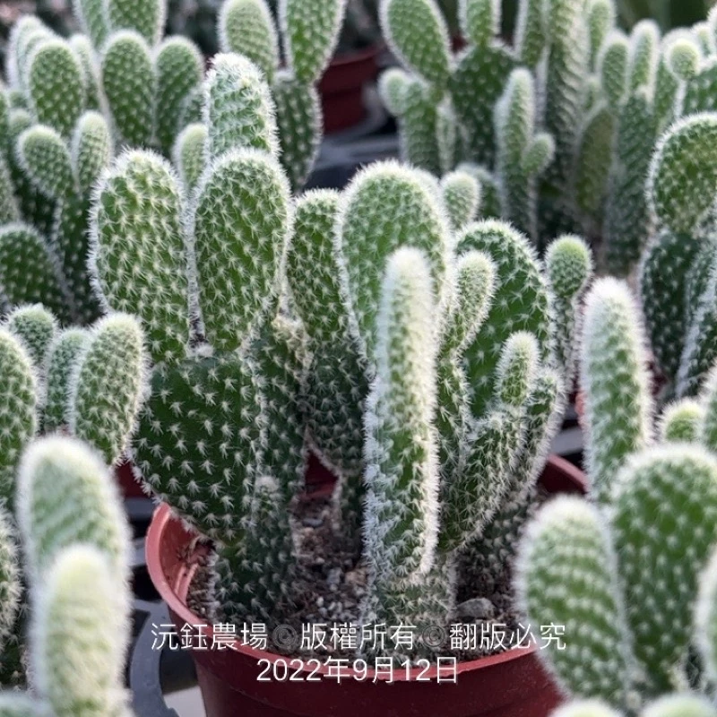 沅鈺農場仙人掌白烏帽米老鼠活體盆栽