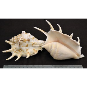 SHELL23】蜘蛛螺-貝殼標本/室內擺設/收藏送禮/水族擺設/圖鑑教學