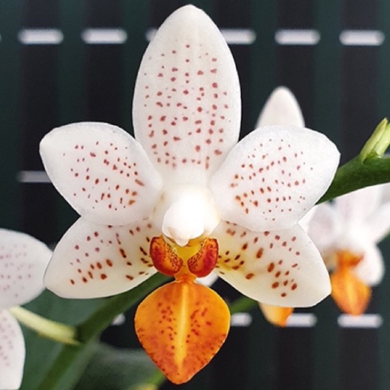 熱銷超可愛Phal. Mini Mark 迷你馬克花香蝴蝶蘭蘭花2.5寸植株大