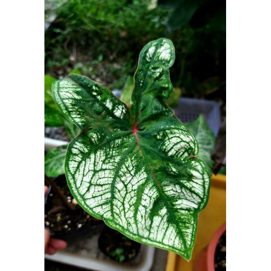 高級純白彩葉芋 Caladium Candidum 'Senior' 誘惑 觀葉植物 室內植物 彩葉芋 雨林 好種 穩根 | 蝦皮購物