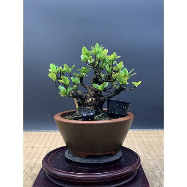 日本進口小品盆栽-梔子花·一寸法師| 蝦皮購物
