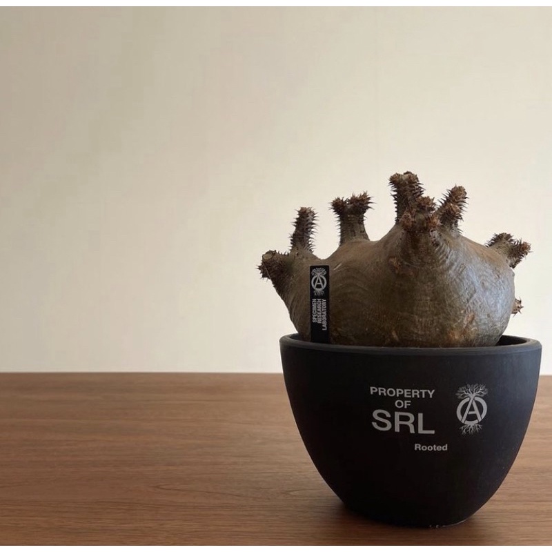 2021SS NEIGHBORHOOD SRL.ROUND-S/P-PLANT POT 塊根 盆栽 植物 現貨