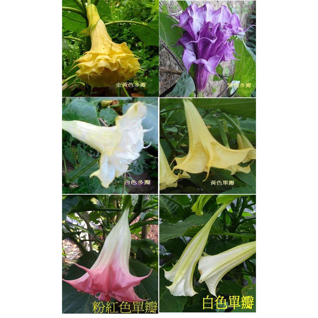 【中古】 花曼陀羅 曼陀羅苗共有7種花色可選| 蝦皮購物