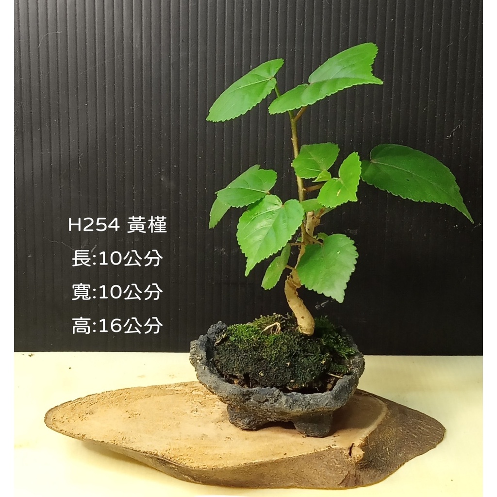 逸林 H254 黃槿 觀賞用 小品盆栽