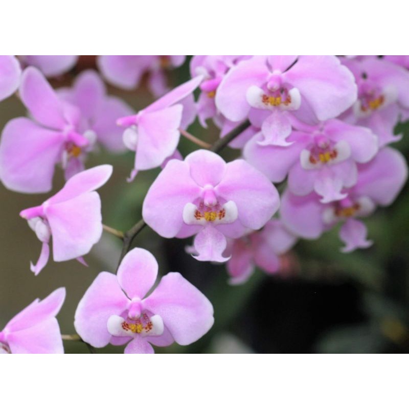 🌹馥馨花舍🌹Phal. schilleriana 原種西蕾麗蝴蝶蘭原生蘭1.7吋老株