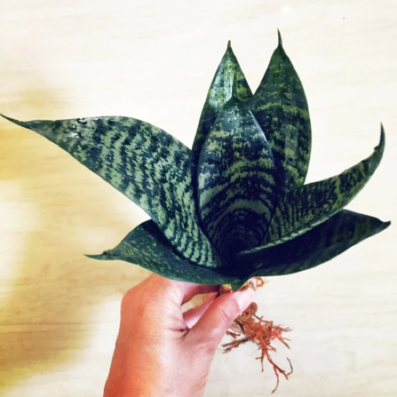 虎尾蘭虎尾蘭(綠邊矮開花型品種)