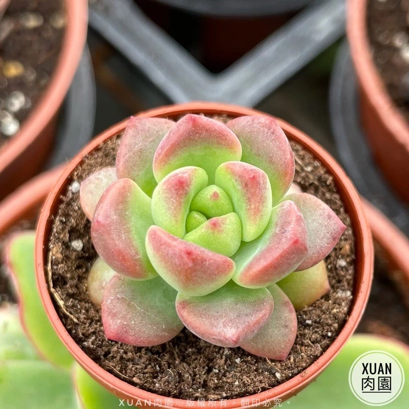 一吋迷你盆【馬庫斯】多肉植物|多肉|景天科｜療癒小物| 組盆|可愛|［Xuan肉園］