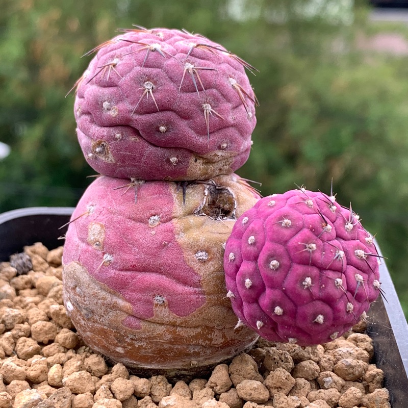 肉多多～超白肌大疣銀冠玉| 蝦皮購物