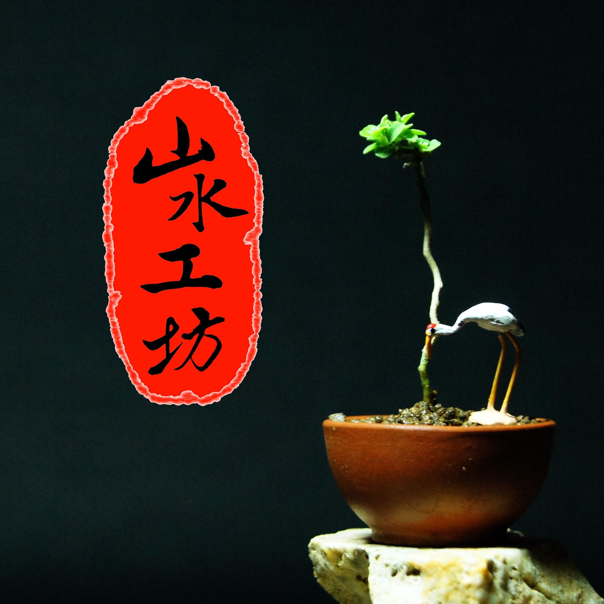 紅紫檀　盆栽 日本紅紫檀2吋盆小品盆栽微盆景豆盆素材| 蝦皮購物