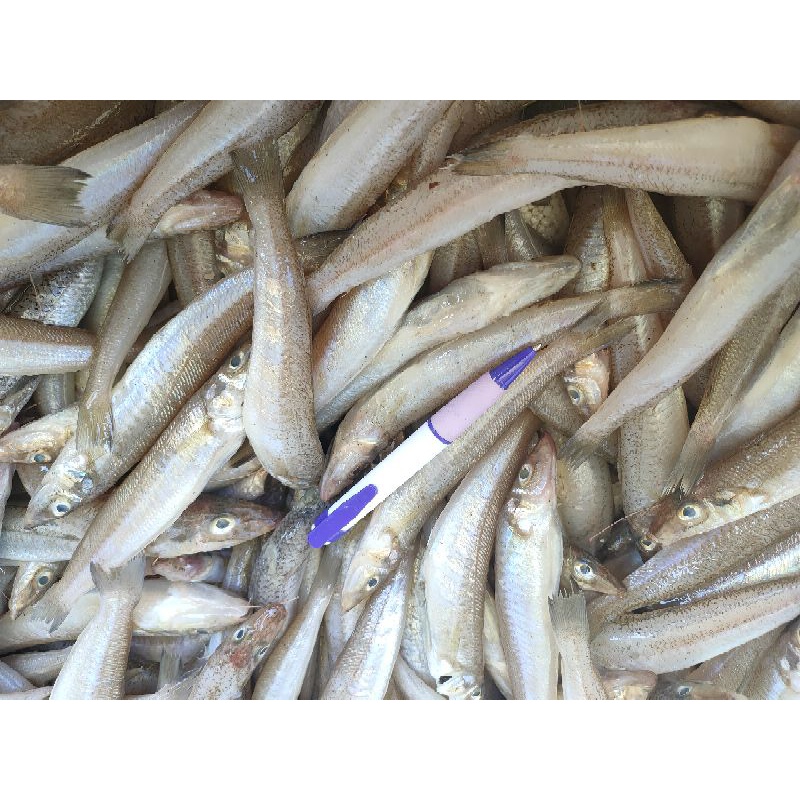 澎湖沙鮻魚 沙鮻魚又稱沙腸魚 | 蝦皮購物