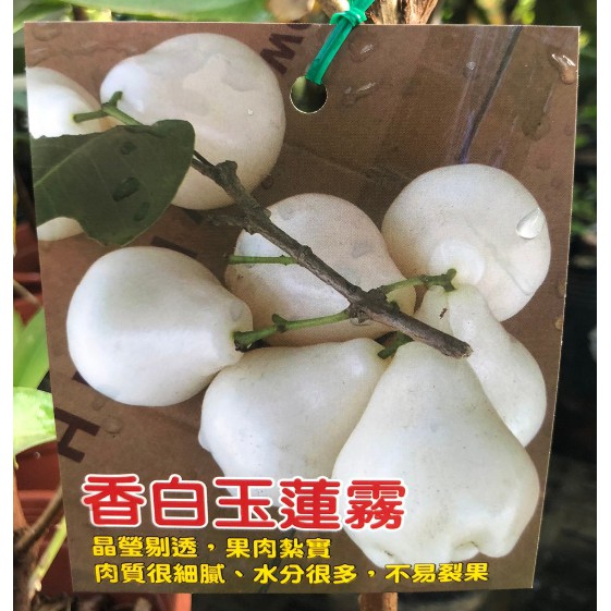 花囍園_水果苗—香白玉蓮霧--甜品種~新品種/6-7吋盆高約30-40cm/特價700