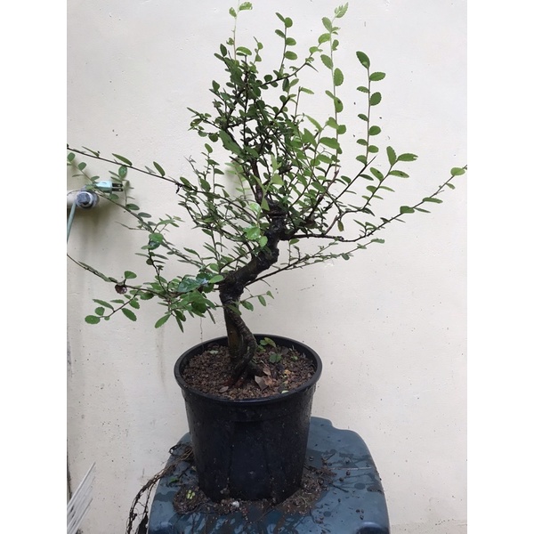 榆樹盆栽-栽培10餘年 | 蝦皮購物
