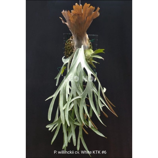 P. willinckii cv. White KTK #6 白爪哇鹿角蕨| 蝦皮購物