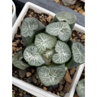 多肉植物 ハオルチア ハオルシア 万象錦 OM万象錦 大型 カキコ売り1