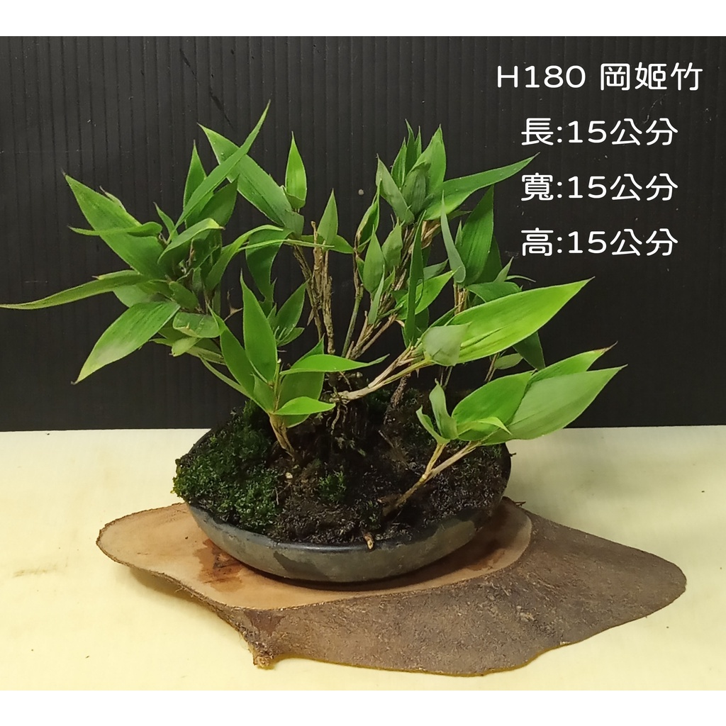雅風展】 2019→2025 #盆栽 #ミニ盆栽 #bonsai #bonsái #盆栽鉢 #bonsaipot