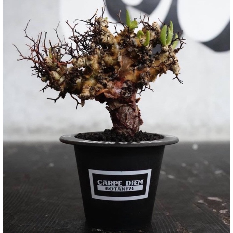 BOTANIZE×CARPE DIEM 植物 鉢