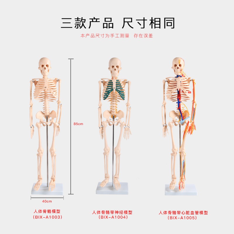 85CM人體骨骼模型全身醫學教學模型人體骨架骷髏模型脊椎模型| 蝦皮購物