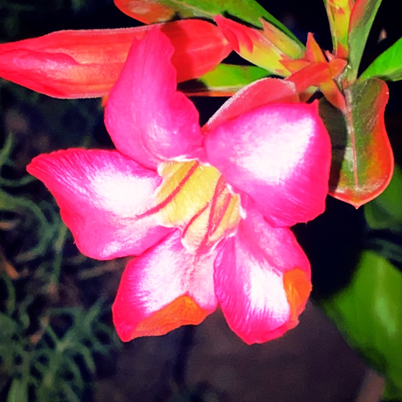 minmi cactuss様40粒 Euphorbia schoenlandii cactus-euphorbia