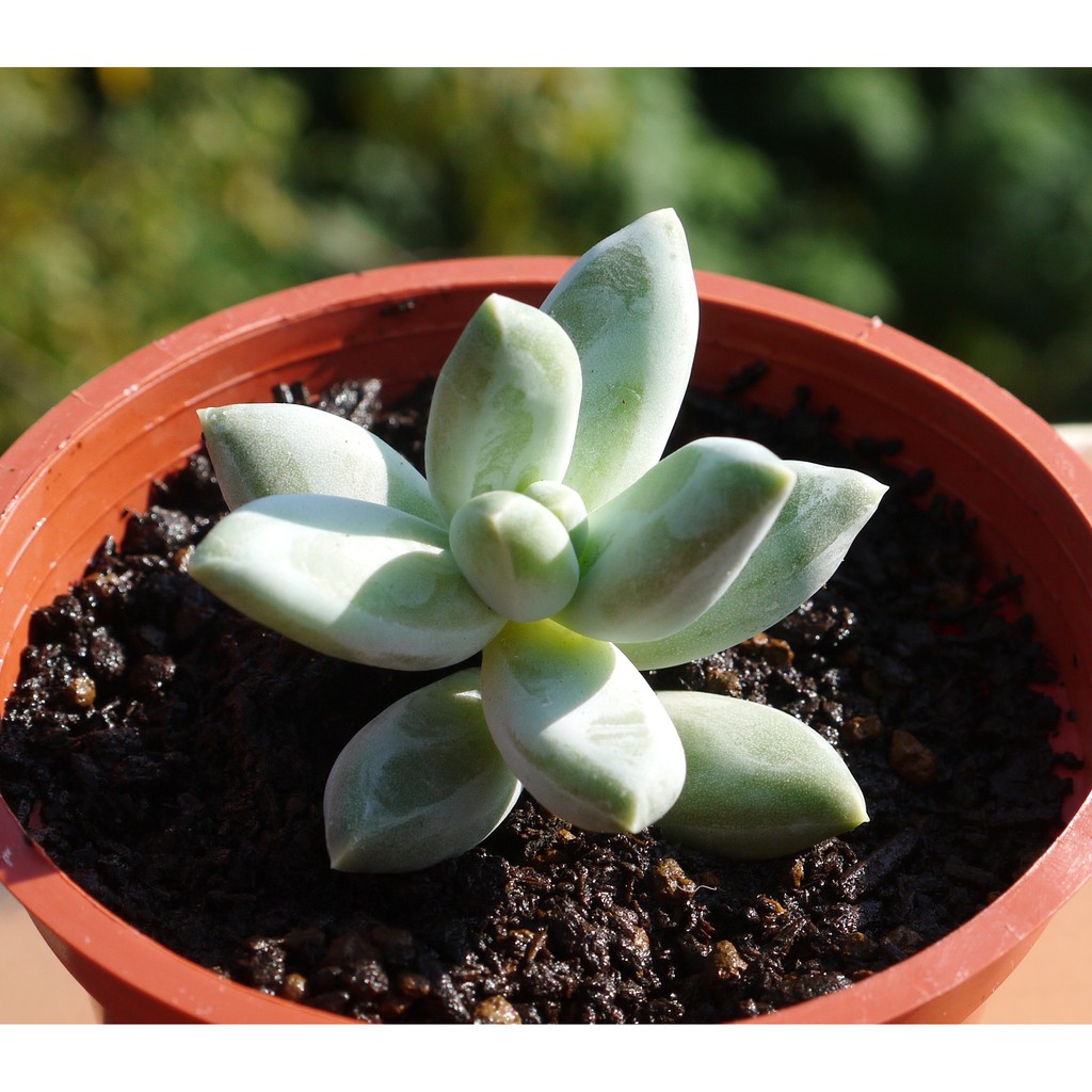 白千代田之松 新桃美人 (3吋) 多肉植物 觀葉植物 【花樣渼栽盆栽生活館🌿】