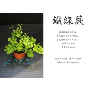 心栽花坊-鐵線蕨/3吋/蕨類/小品//觀葉植物/綠化植物/售價60特價50
