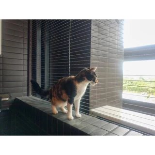 貓咪隱形鐵窗 貓咪防護網 到府安裝 免費丈量