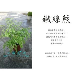 心栽花坊-鐵線蕨/5吋/蕨類/觀葉植物/綠化植物/售價150特價120