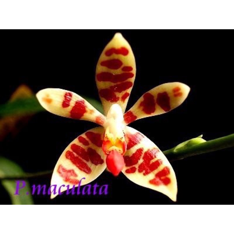 原生種Phal. maculata 紅斑蝴蝶蘭蝴蝶蘭蘭花| 蝦皮購物