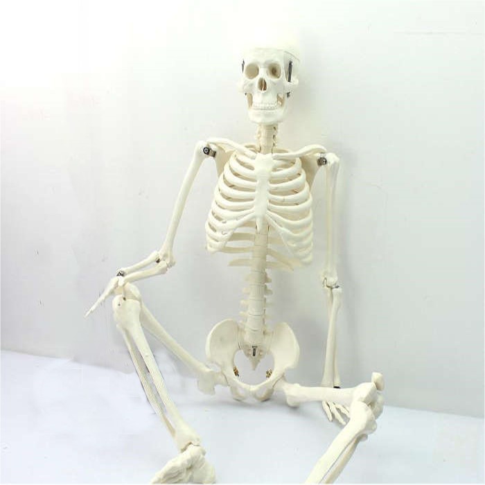 ENOVO-174) 美術藝用醫學標準85CM人體骨骼模型骨骼骨架教學模型| 蝦皮購物