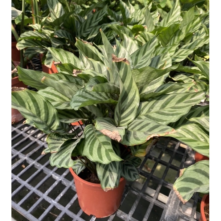 2023/8M年翠葉竹竽 6吋紅膠盆為實物拍攝 圓藝植物/室內植物/綠化植物/超商取貨限2個 | 蝦皮購物