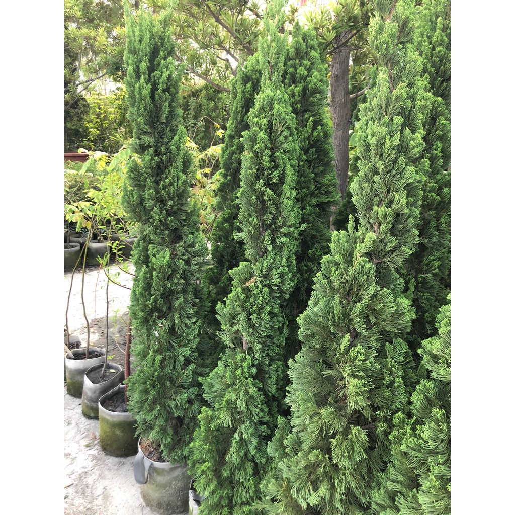 花花世界-庭園造景植物*龍柏*-繞龍柏-螺絲柏/高5尺/ 限量出售/MA*無法超取* | 蝦皮購物