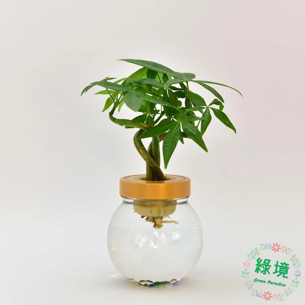 馬拉巴栗發財樹水耕小品盆栽
