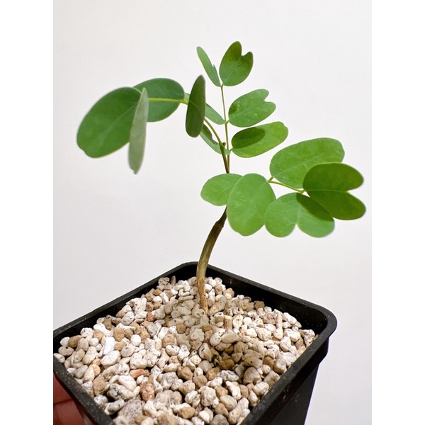 一物一拍-🌵普米拉鳳凰木塊根🌵】實生/ 穩根含盆出| 蝦皮購物