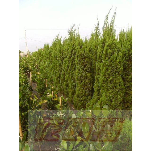 【花田里】庭園造景植物 龍柏(繞龍柏.螺絲柏) 高5尺 限量出售 (無法超取，大型物件，運費另計) | 蝦皮購物